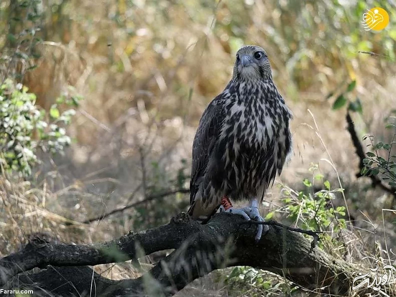 تصاویر منتخب حیات وحش در یک هفته